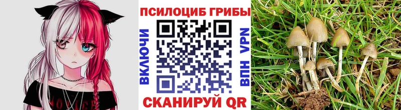 Псилоцибиновые грибы прущие грибы  Кадников 